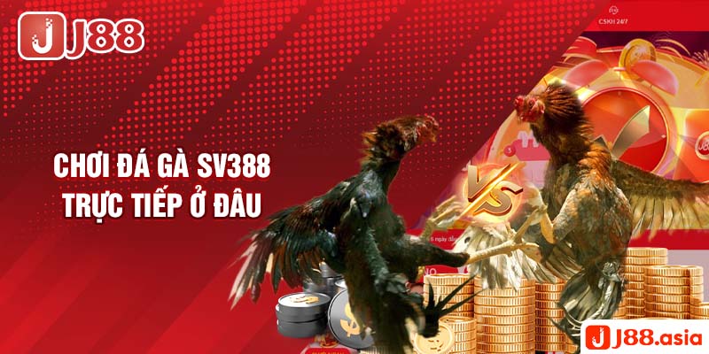 Chơi đá gà SV388 trực tiếp ở đâu