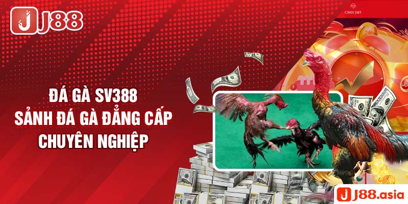 Đá Gà SV388 - Sảnh Đá Gà Đẳng Cấp Chuyên Nghiệp