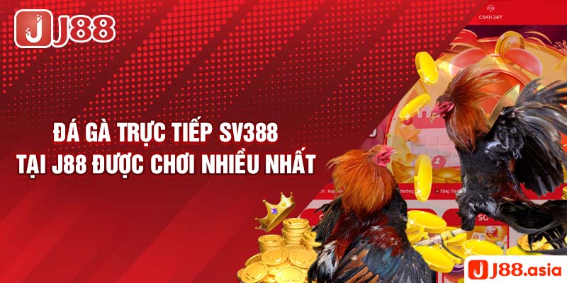 Đá gà trực tiếp SV388 tại J88 được chơi nhiều nhất